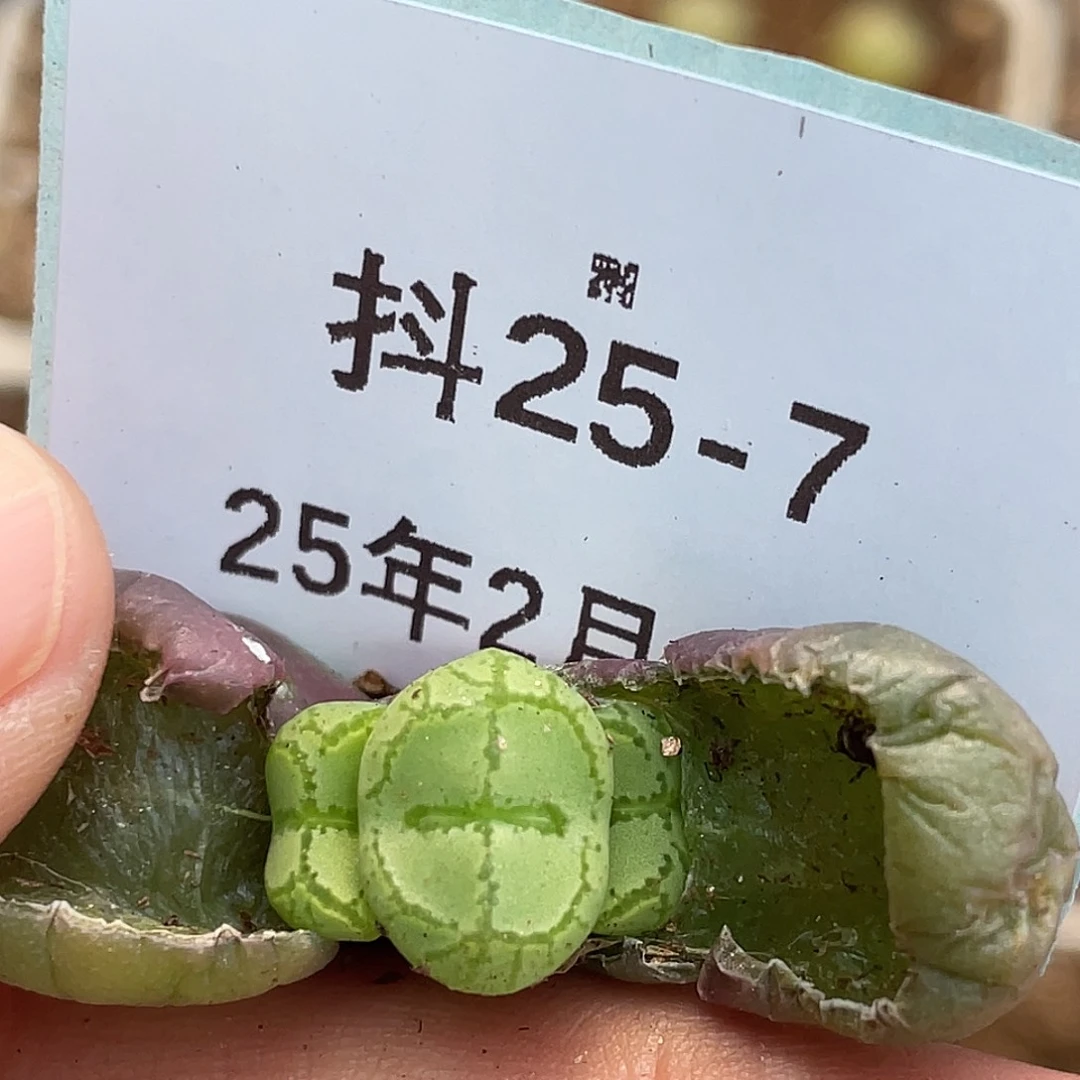25-7猴多肉植物肉锥