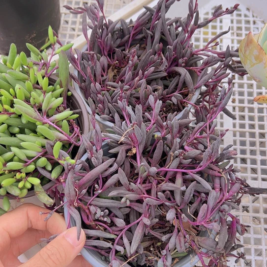 紫玄月二盆带盆土