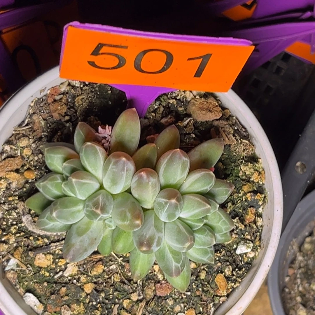 多肉植物申公豹501