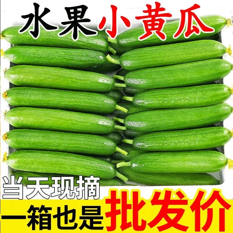 山东新鲜水果小黄瓜现摘现发无刺生吃脆嫩清甜多汁