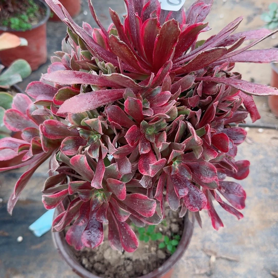 蒙娜丽莎090满20包邮断枝不包