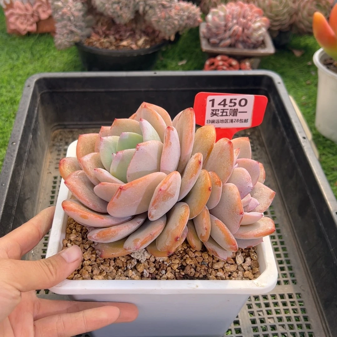 表妹精品多肉1450.