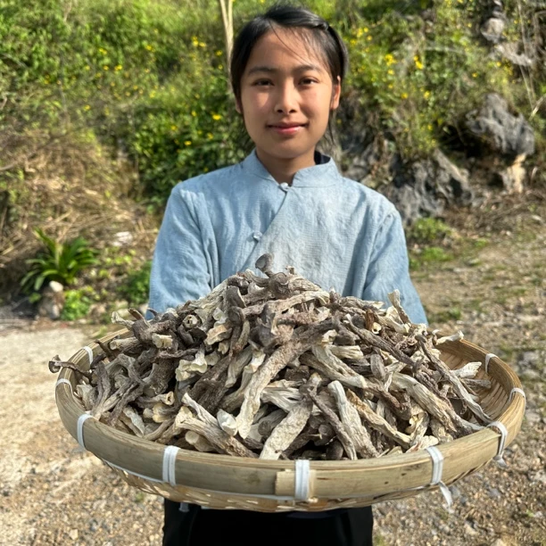 【高山鹿茸菇】干货农家特产无硫脆嫩可口自然晾晒营养煲汤