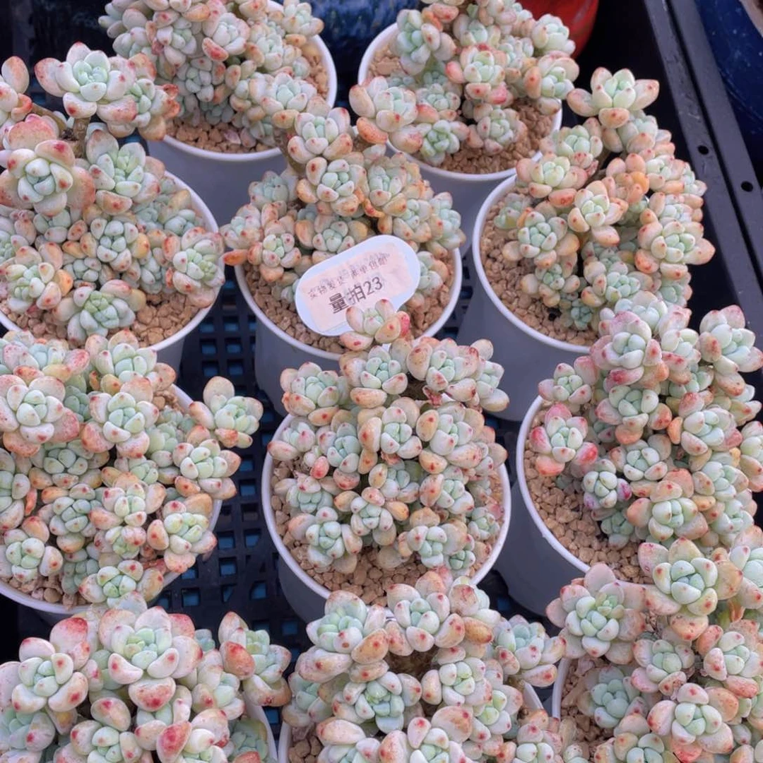 量拍23号果冻老桩胭脂罗琦群生一个