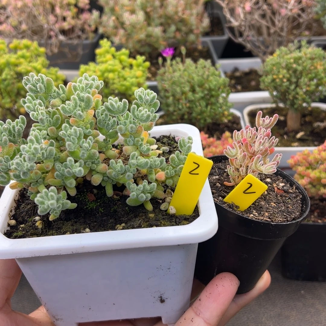 开播福利2号2颗冰晶和冰紫