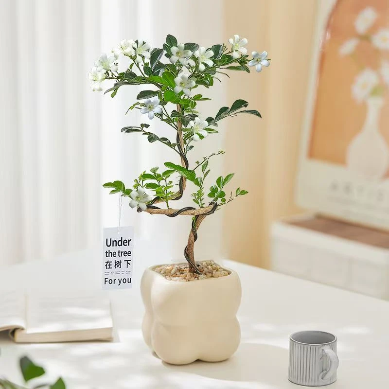 造型九里香老桩开花植物室内外客厅桌面绿植花卉盆栽防辐射净化空