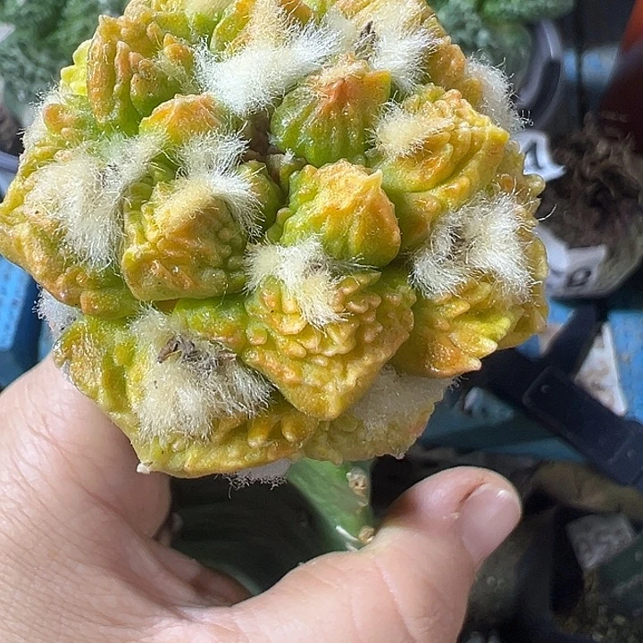 龟甲锦802仙人球开花