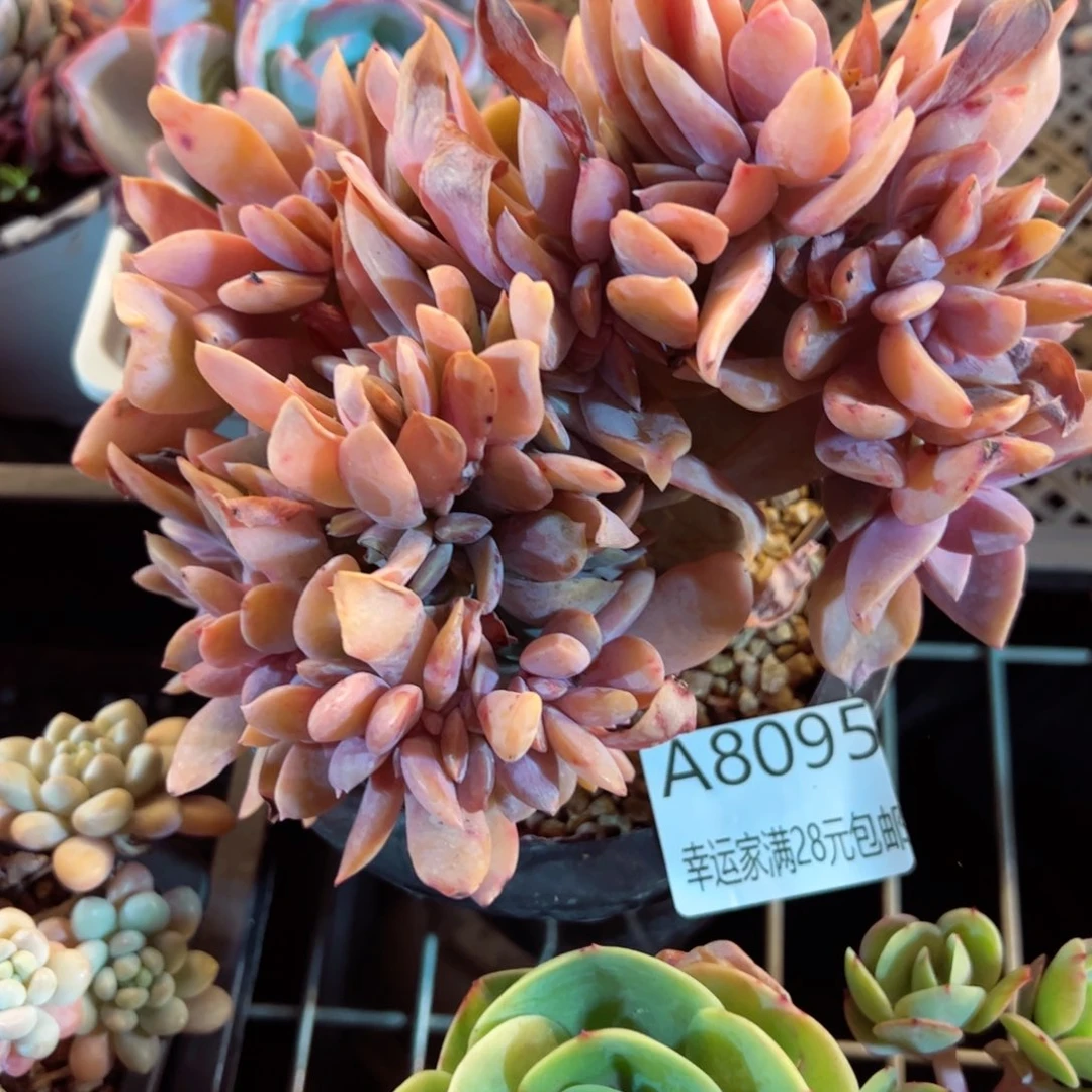 幸运的是我的朋友