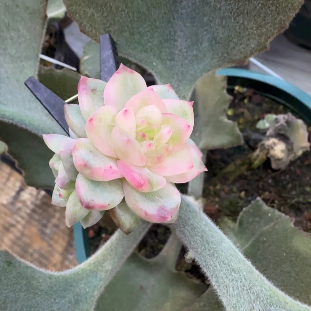 冰月亮锦，多肉锦多肉