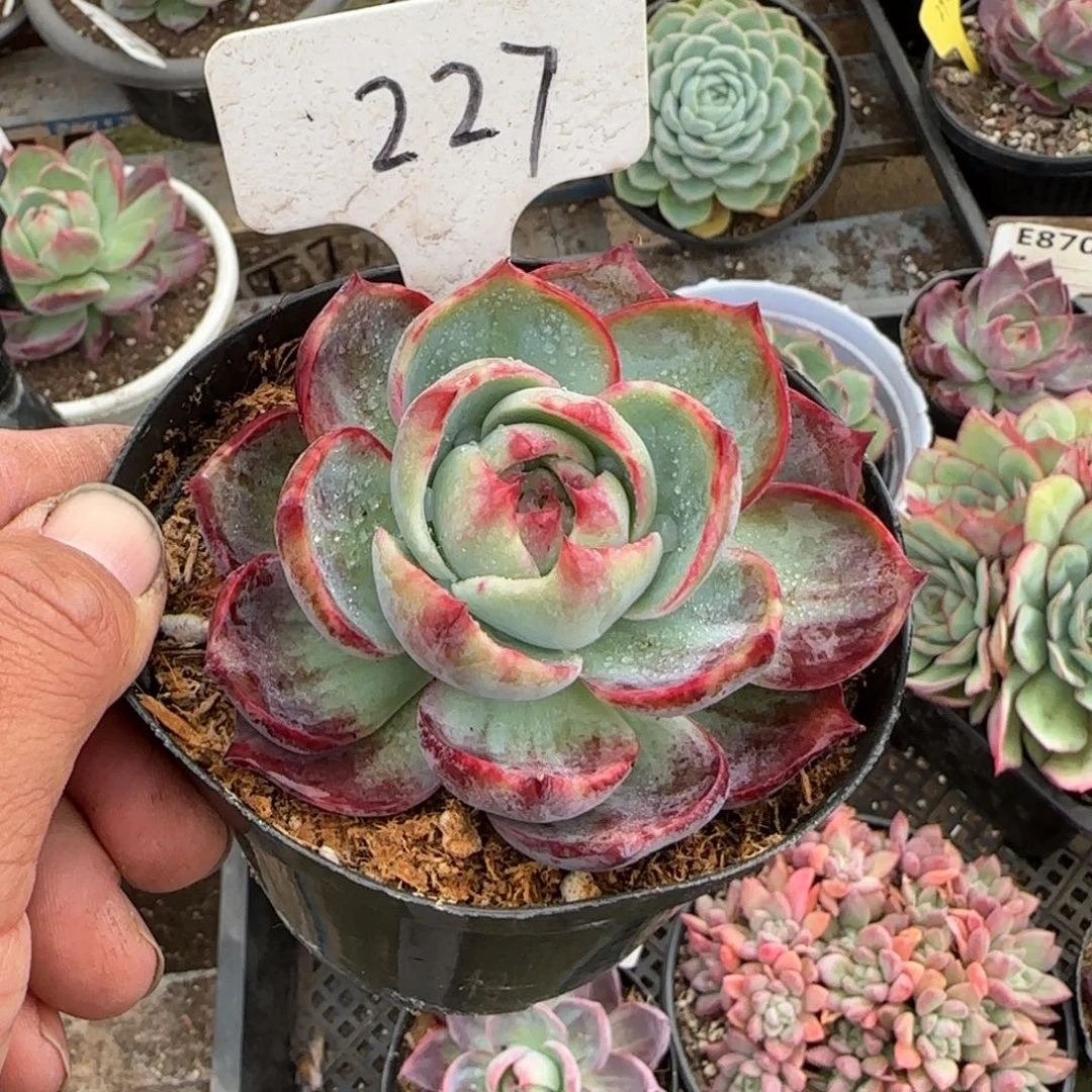 玫瑰拉丝惊鸿一物一拍包装收缩花旱227