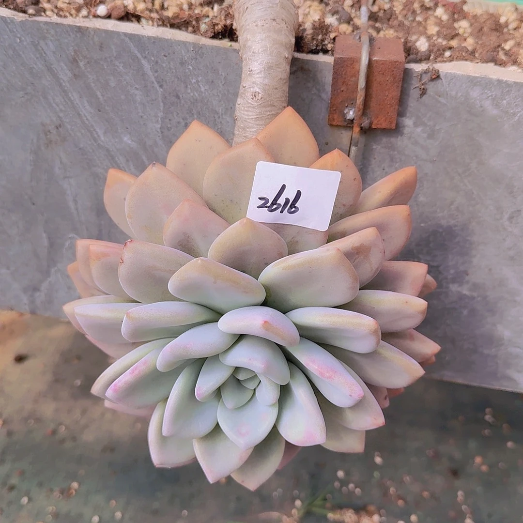 2616奥普多肉植物