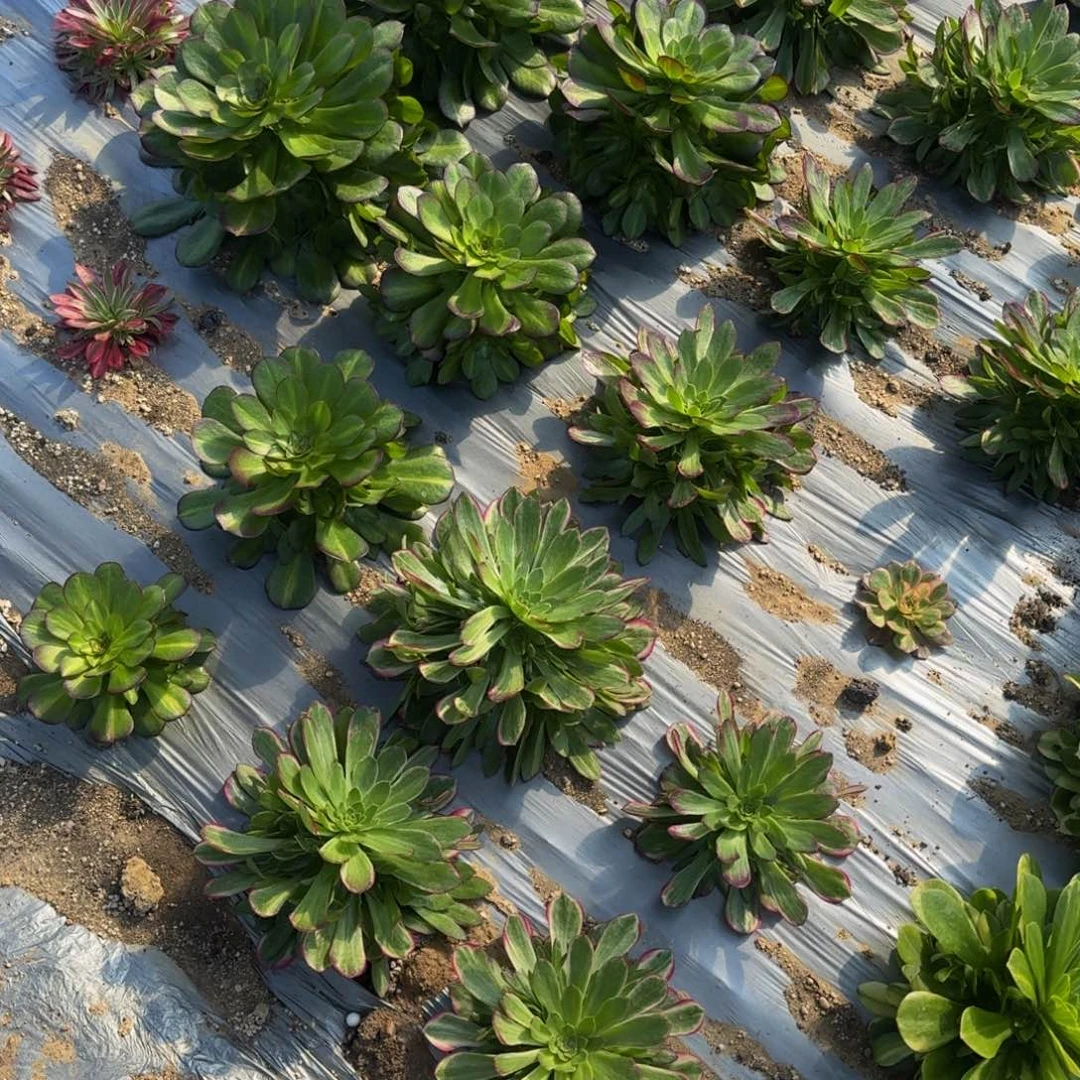 生*充值。多肉植物