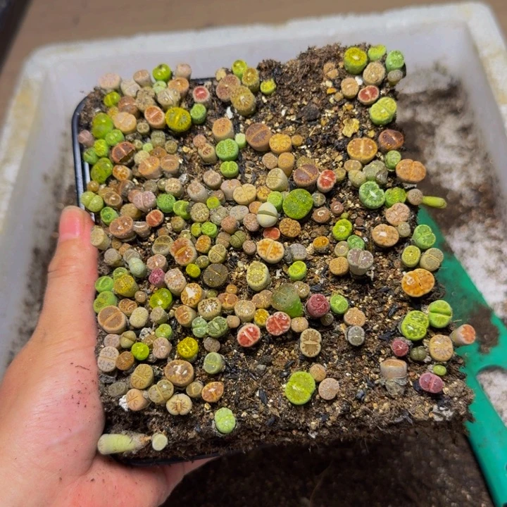 爱****头多肉植物的生长127