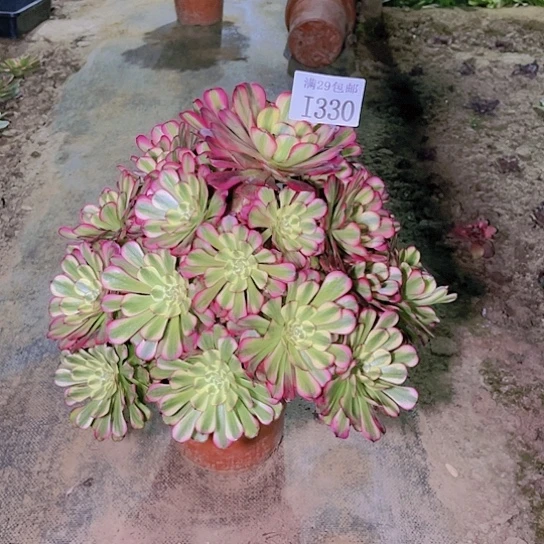 330维纳斯多肉植物