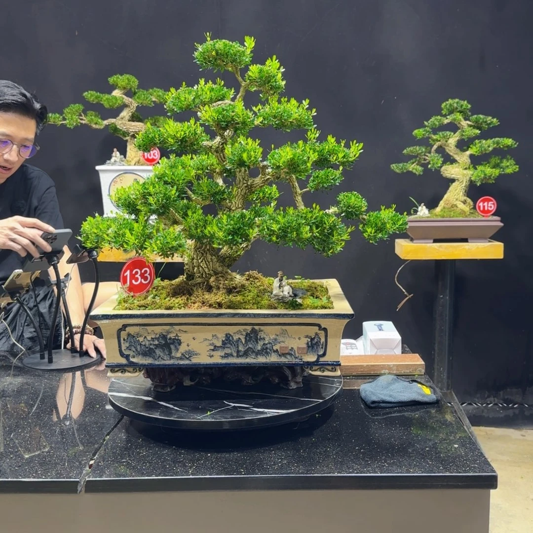 无花朵黄杨室内室外盆景艺术