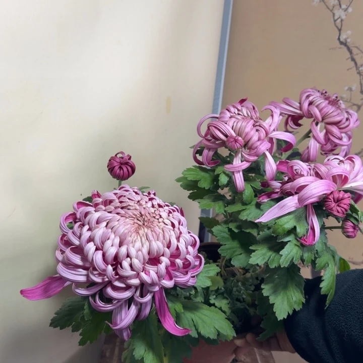 完全开放O5555555555