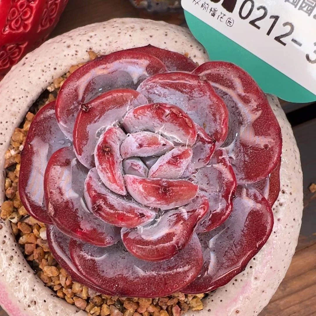 从前慢多肉精选编号0212.390