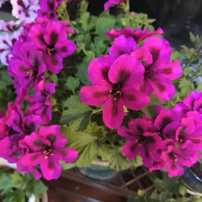 【伯爵】大花蝴蝶梅盆栽四季开花观花植物耐热耐寒阳台花卉