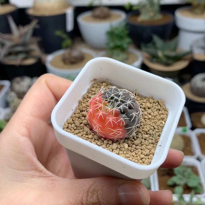 实生纯白刺瑞昌玉锦带盆