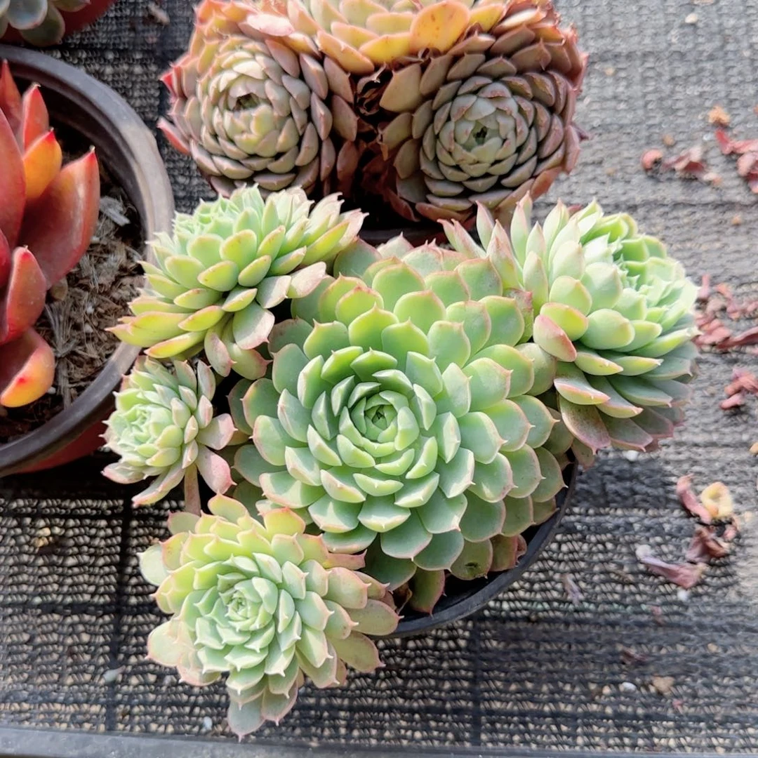 无花朵朱砂痣群生