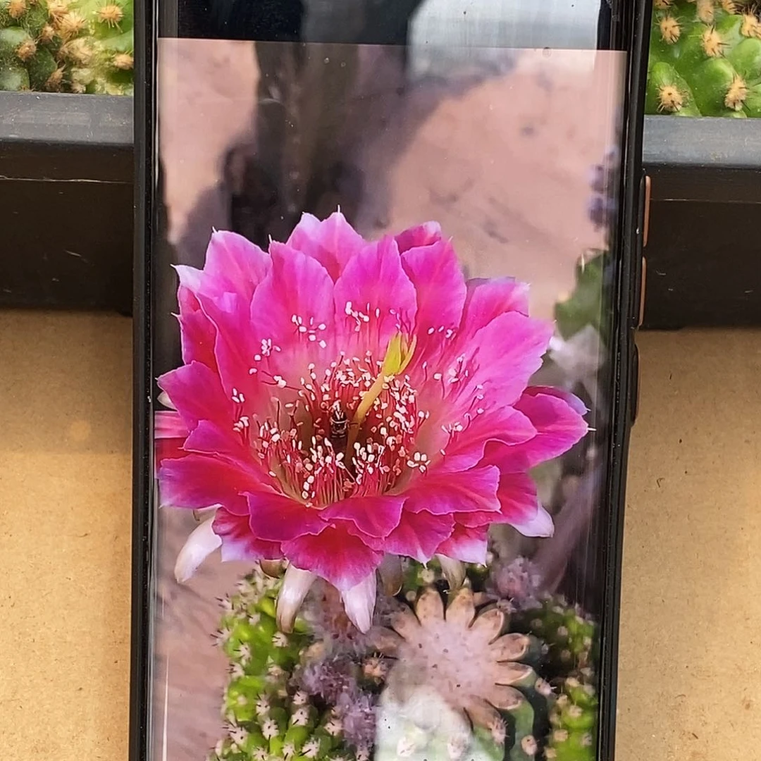 丽 阿尔特娜侧芽歪20包邮/5公分