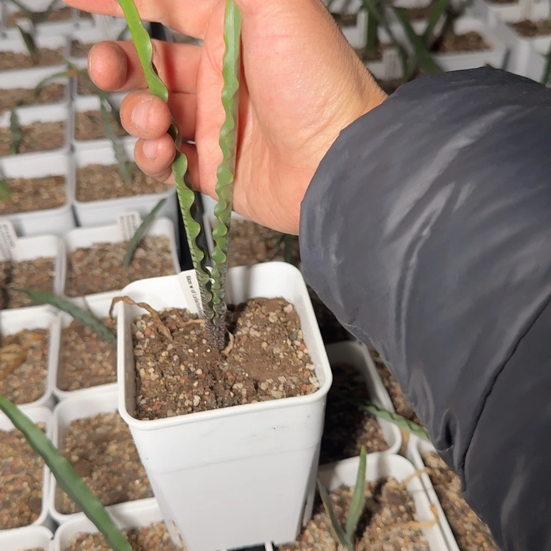 波叶血莲一个带盆发