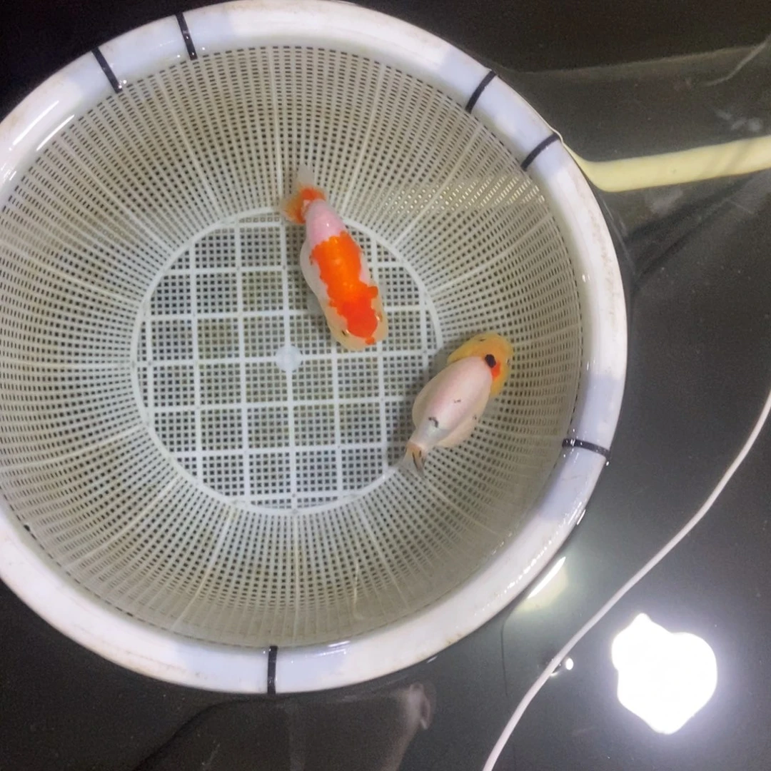 海水鱼梨*诗不包邮落地包损包健康