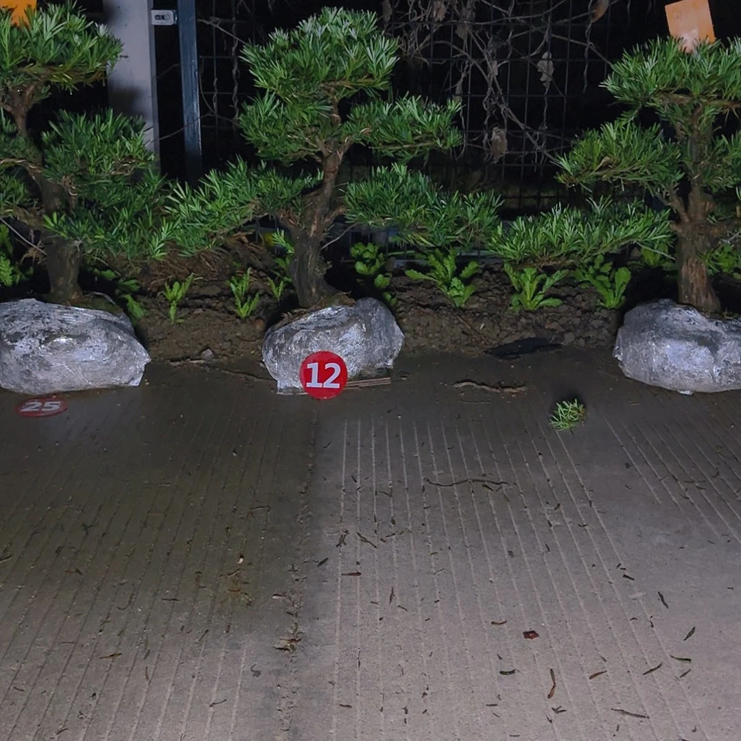 星***城完全开放罗汉松基地发货