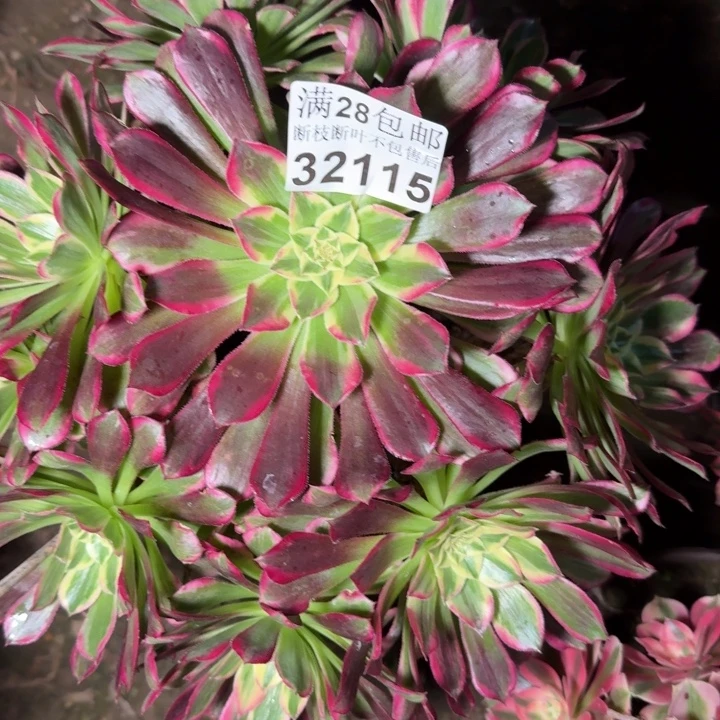 32115天和多肉植物