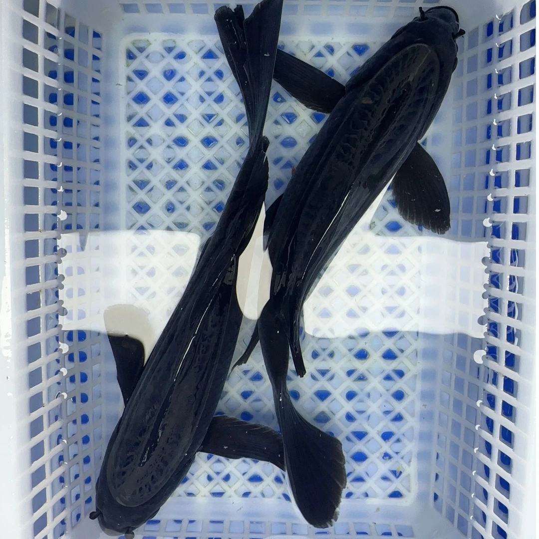 8号【黑金锦鲤2条】冷水观赏鱼 好养包邮