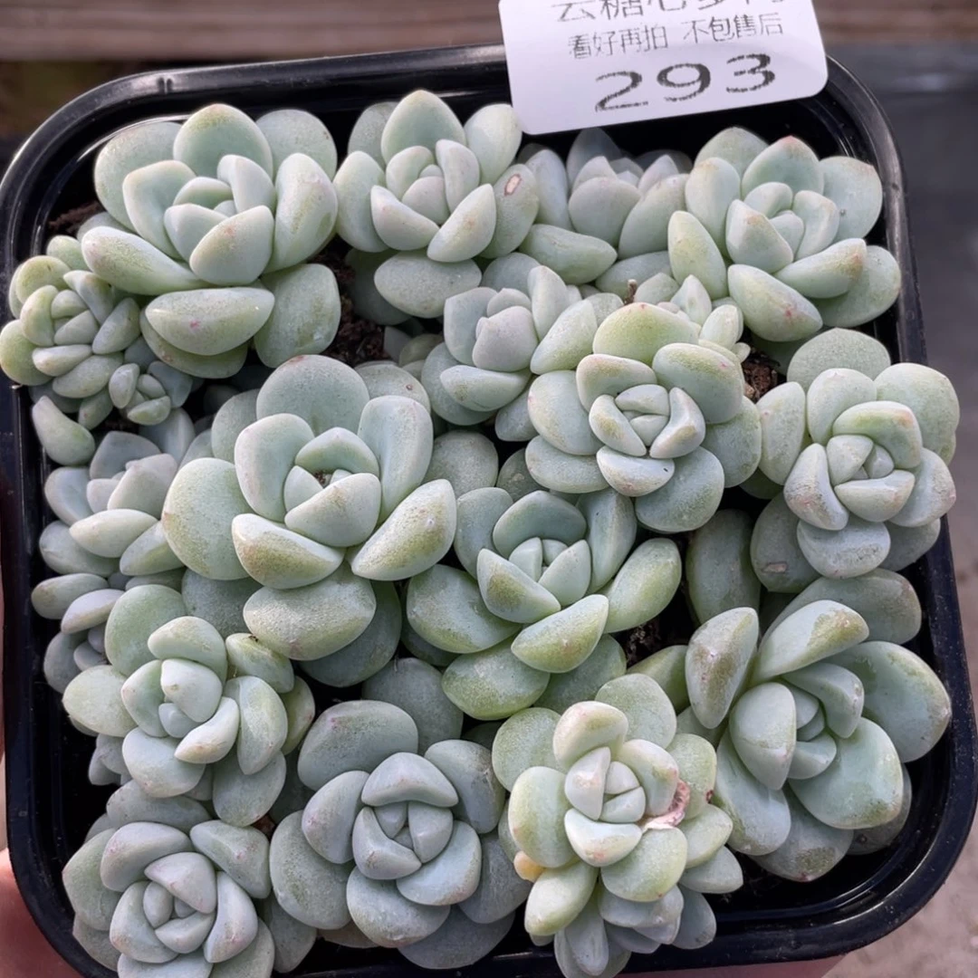 云糖心多肉植物293