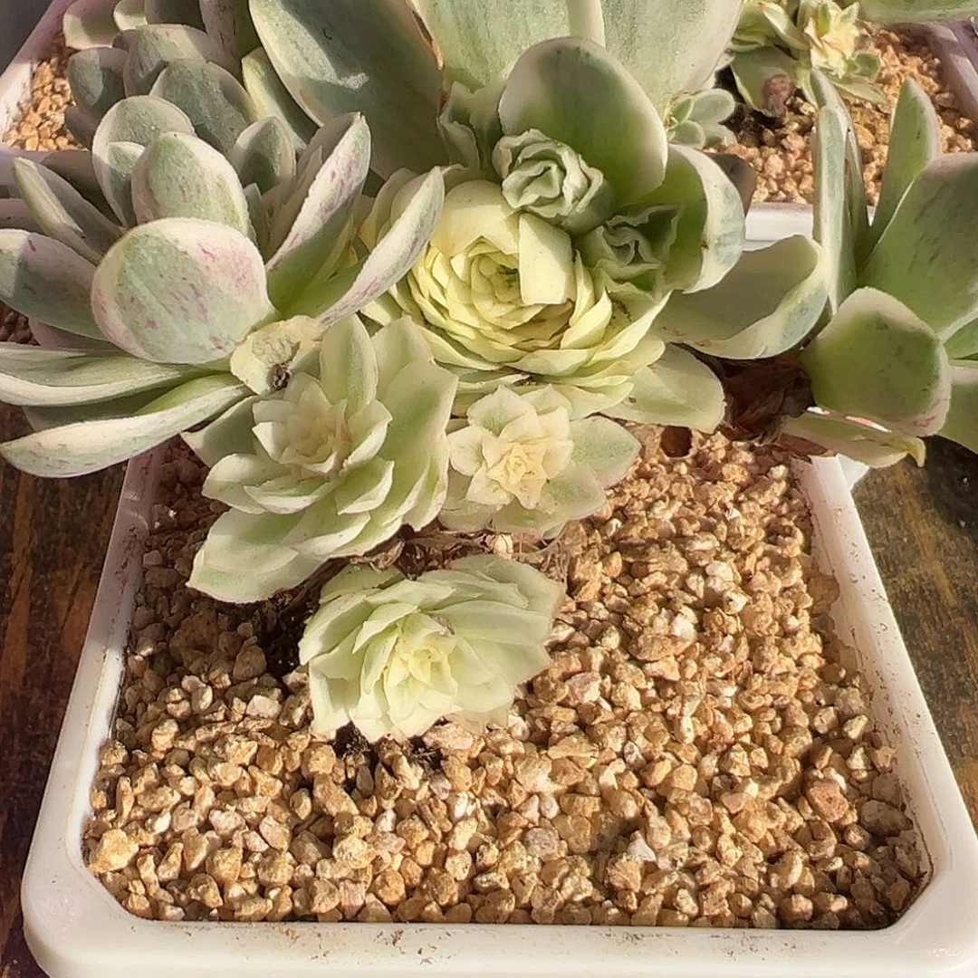 山地玫瑰锦秋夕1482号