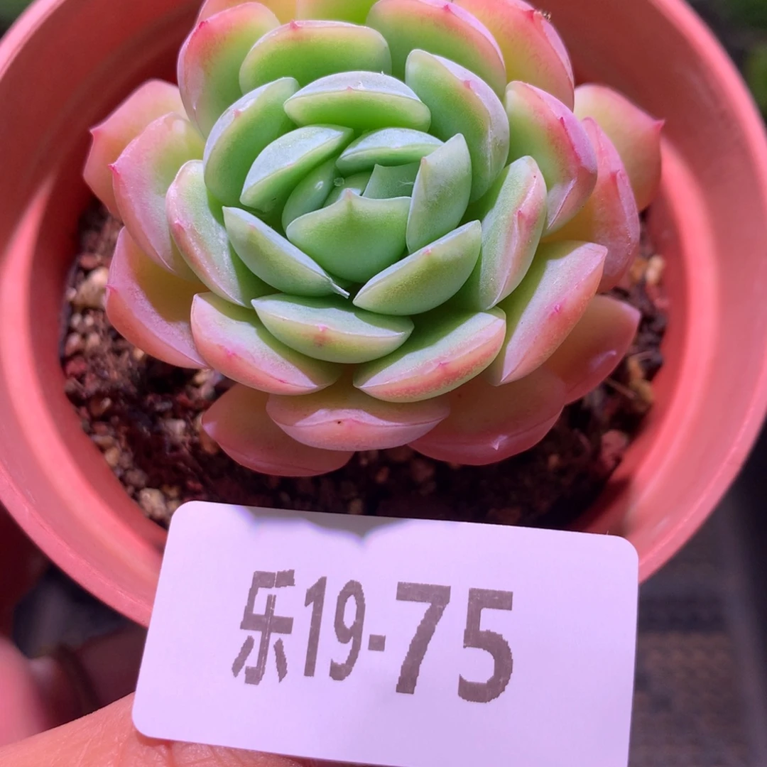 乐然19-75 贝瑞单头