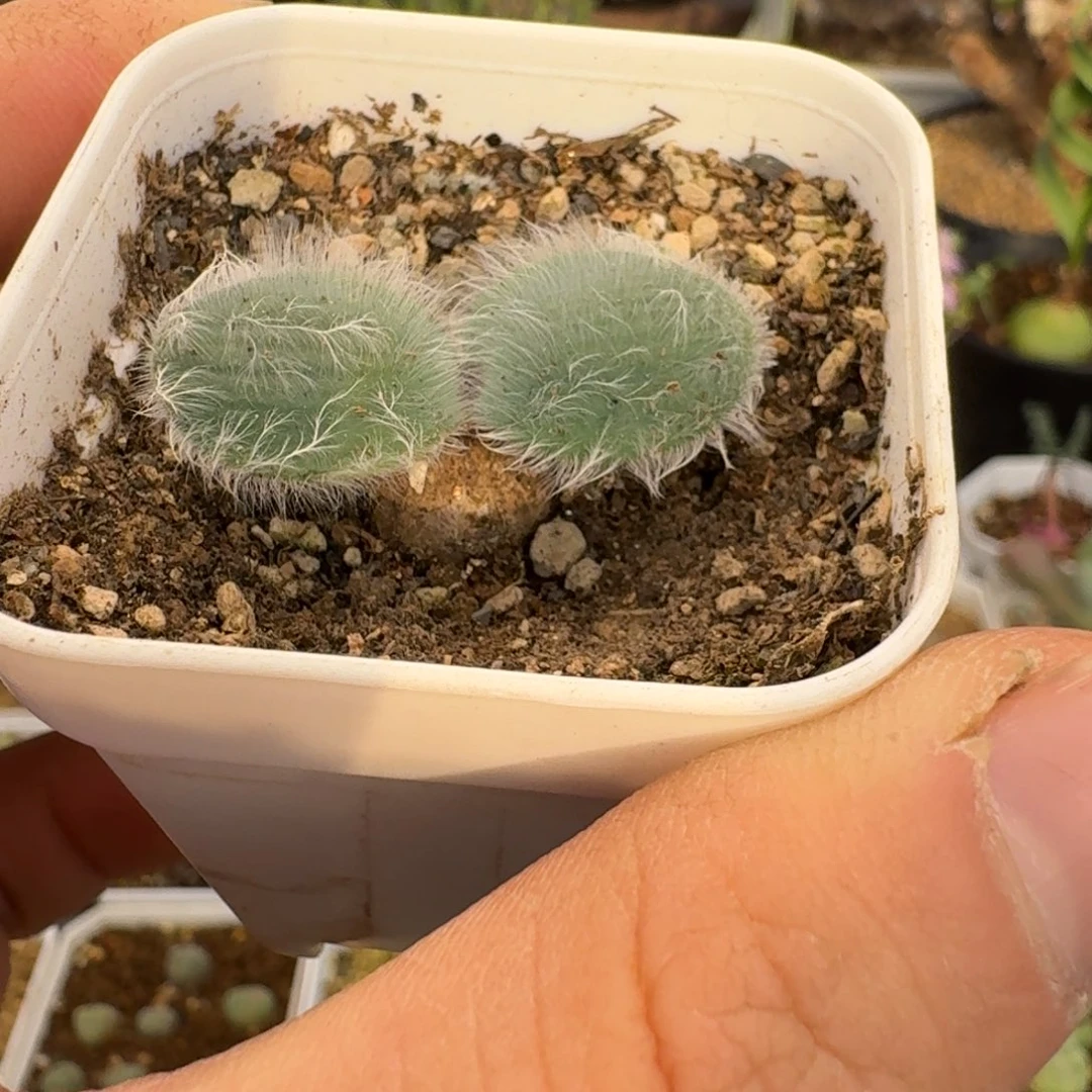 毛叶石蒜福利多肉。