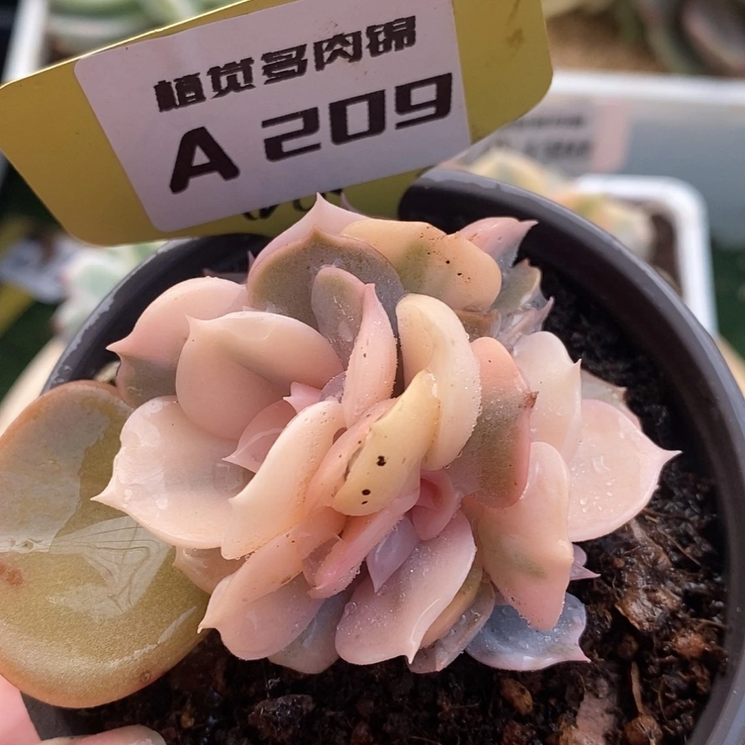 209四头双子座可带盆哈哈哈