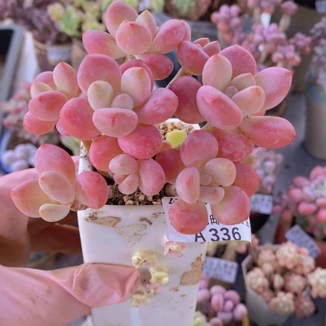 樱花洛神有掉叶8cm336多肉丸