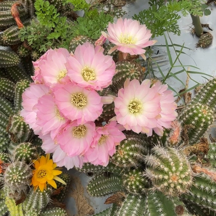 矮胖白檀1014侧芽一个