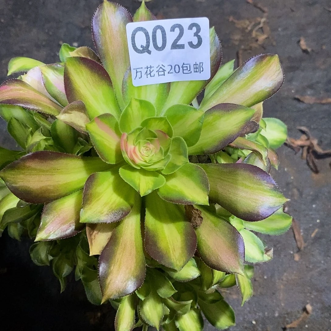 023韶华多肉植物