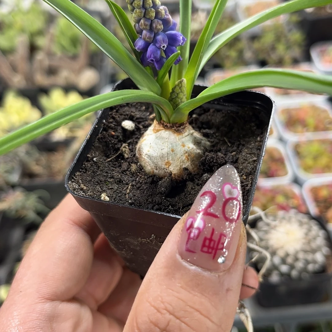 就这个死样子单头发货有根