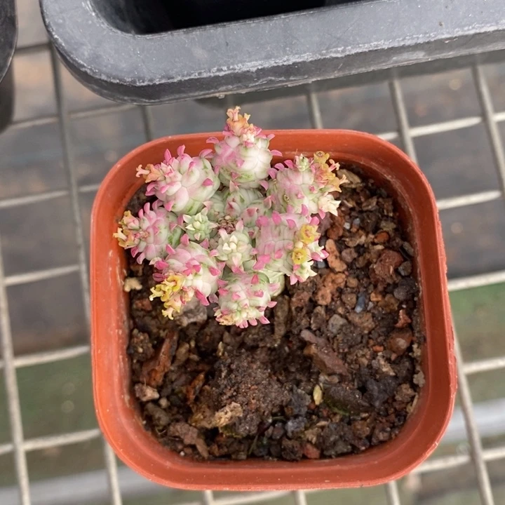 伯克利和格蕾纳等著名音乐