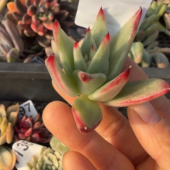 无根多肉植物满18包邮当场凑单不满单隔天发顺丰到付