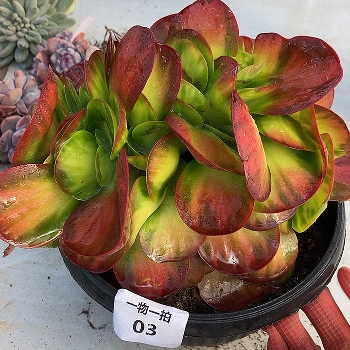 3 号一物一拍不退不换