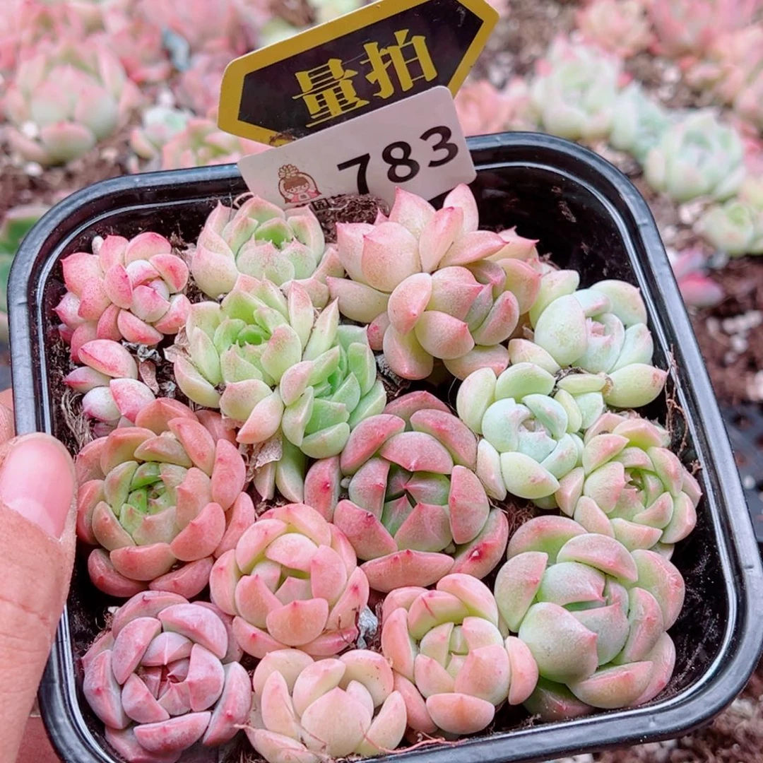 多肉植物多肉植物