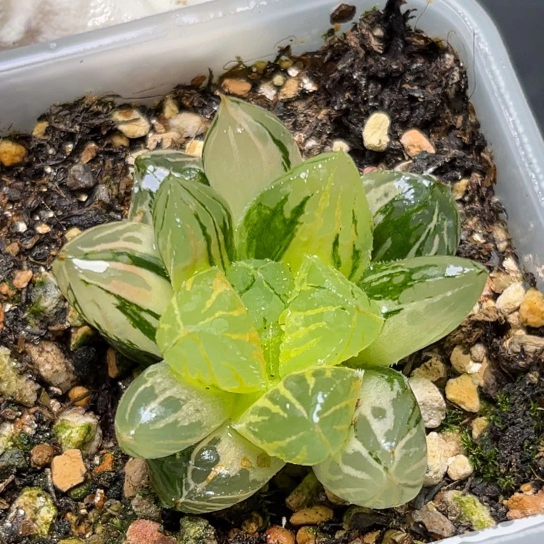 恭喜发财大吉大利136