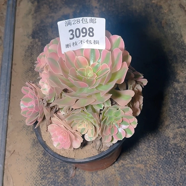 3098粉女巫多肉植物