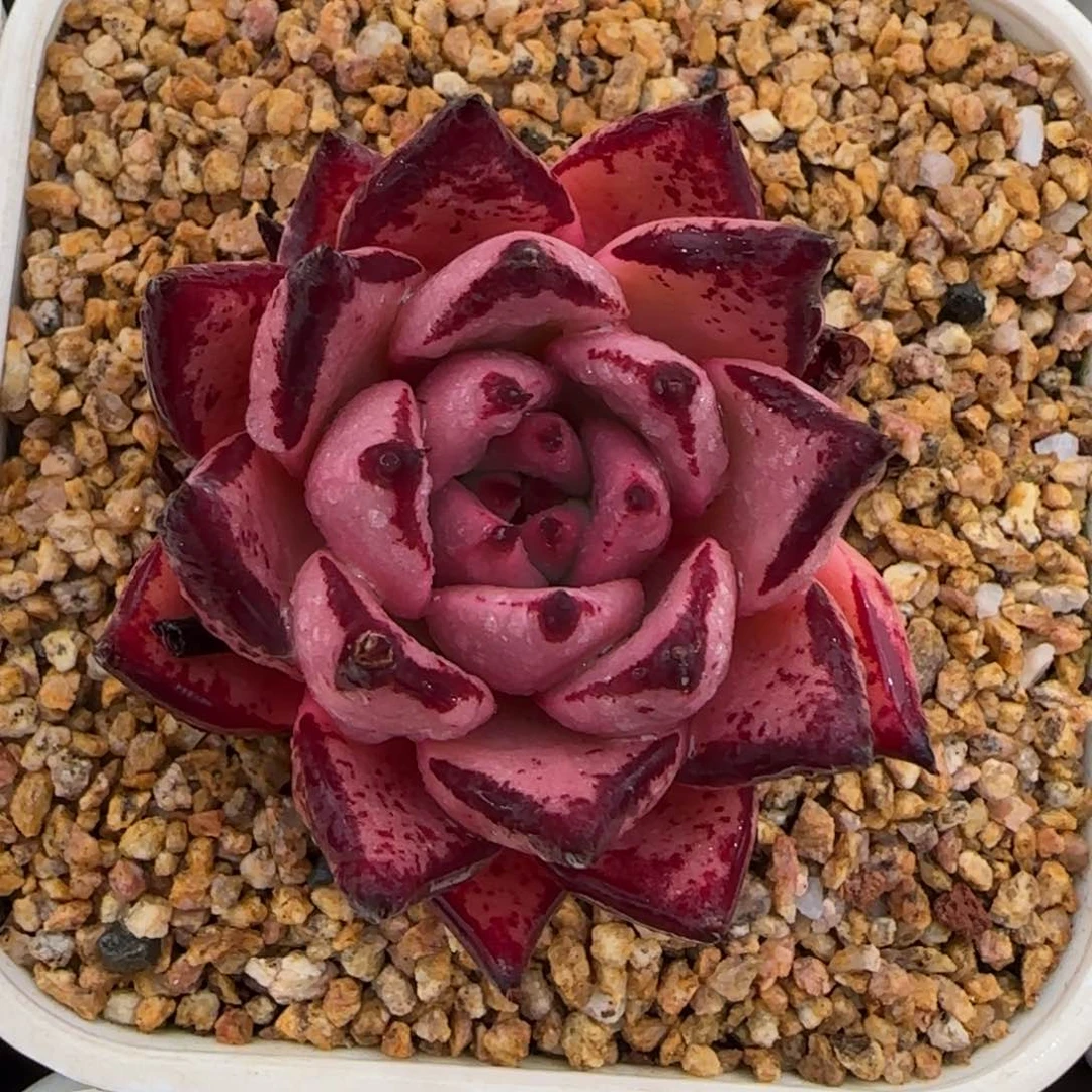 从前慢花园多肉编号血乌木