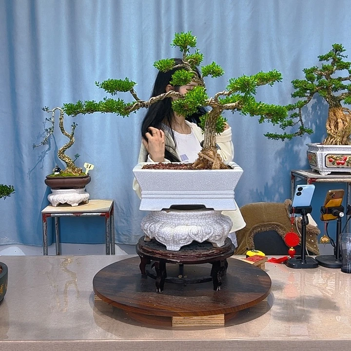 无花朵广东皱皮雀舌黄杨