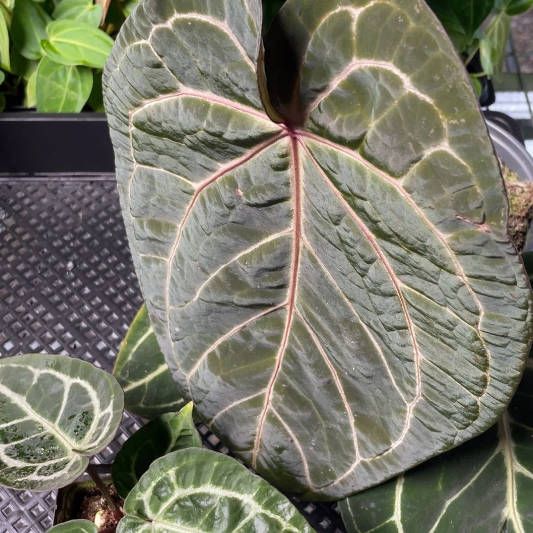 完全开放007 一大一小