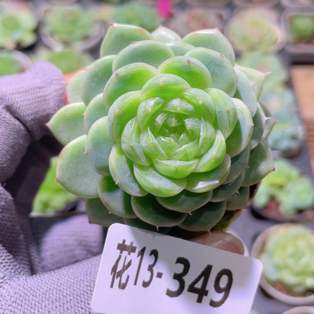 花利美13-349霜雪