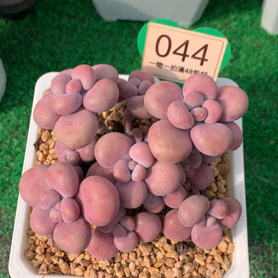 腰子蛋老桩无砍044